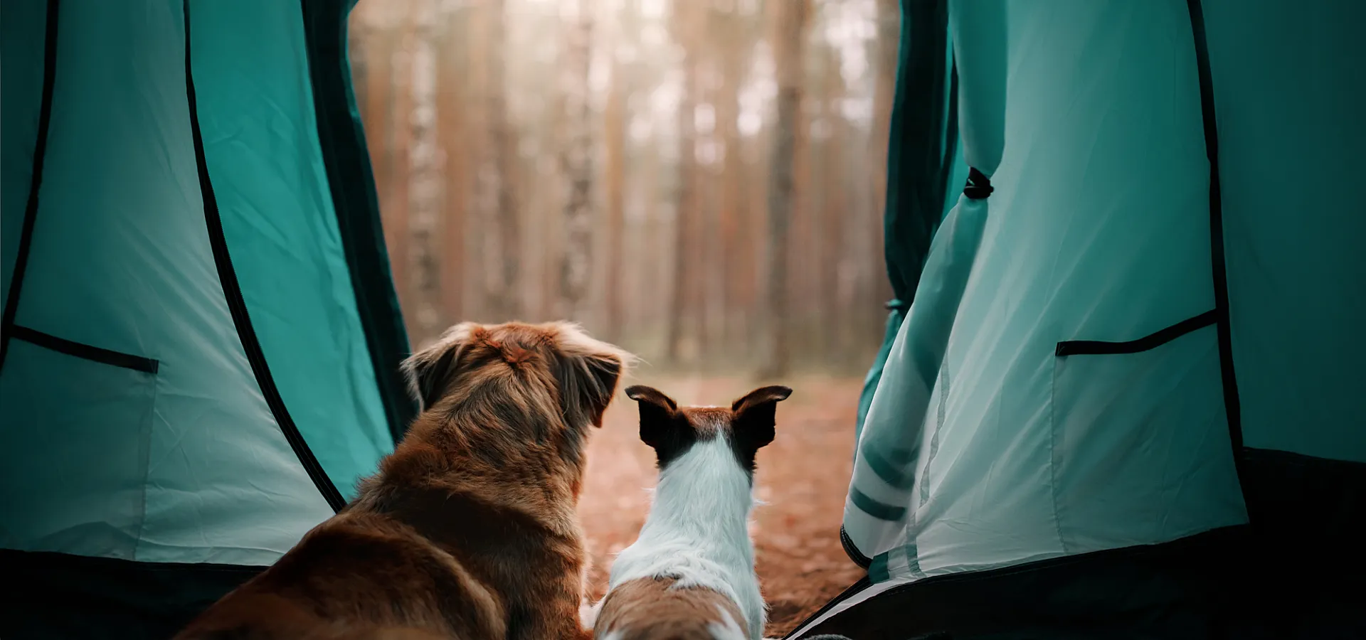 Honden in tent