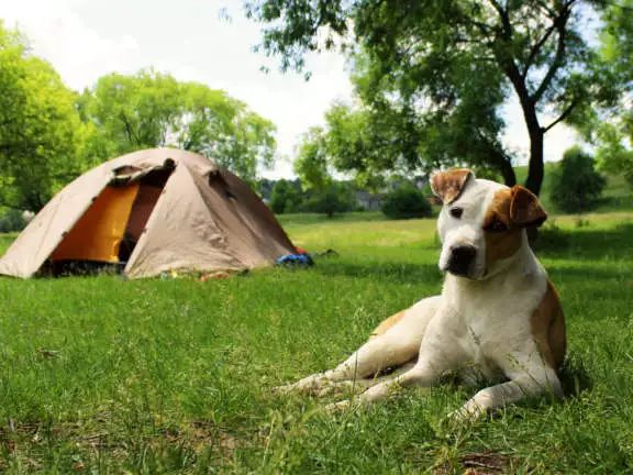 Hond voor tent