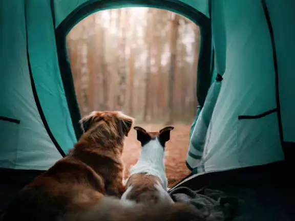 Honden in tent
