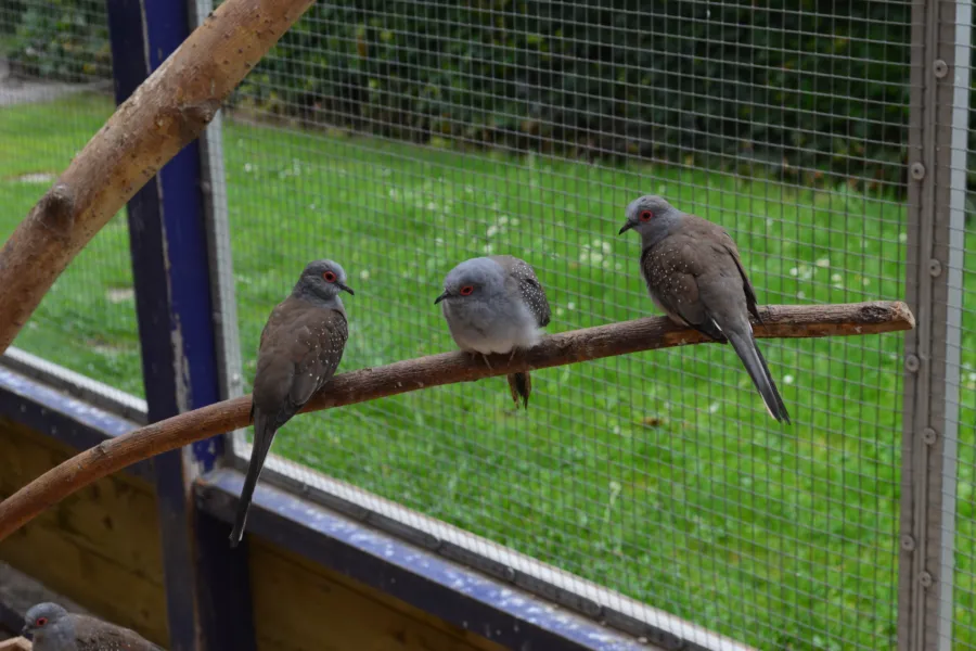Vogels (dierenweide)