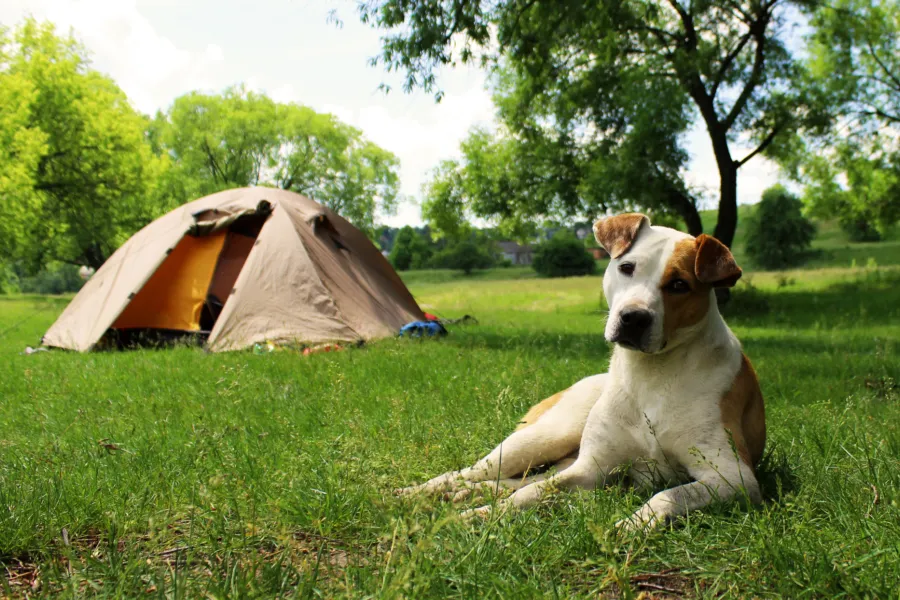 Hond voor tent