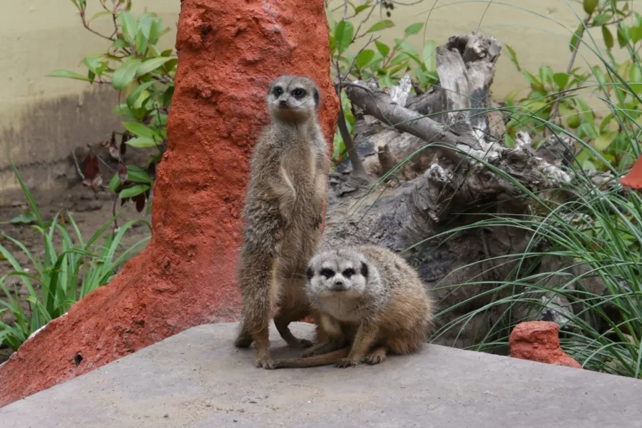 Tiergarten Kleve Erdmännchen